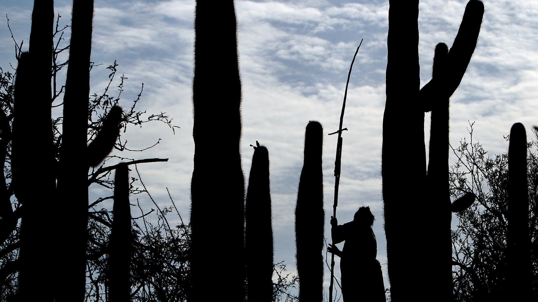 Continued harvesting of saguaro fruit in national park by Tohono O'odham gets OK